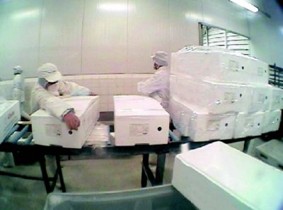 industria salmon 48  ALIMENTOS MERCADO